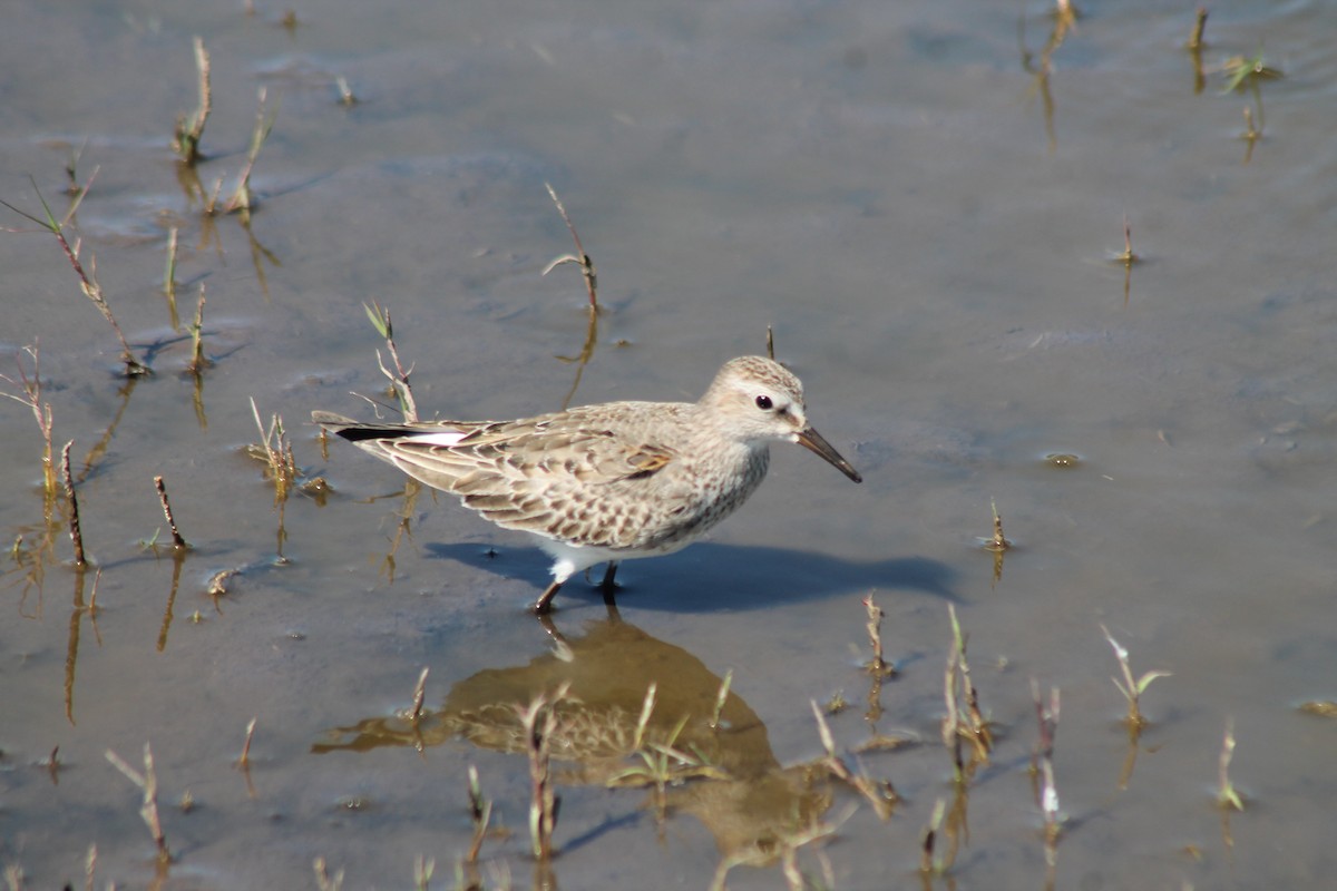 Weißbürzel-Strandläufer - ML645101163