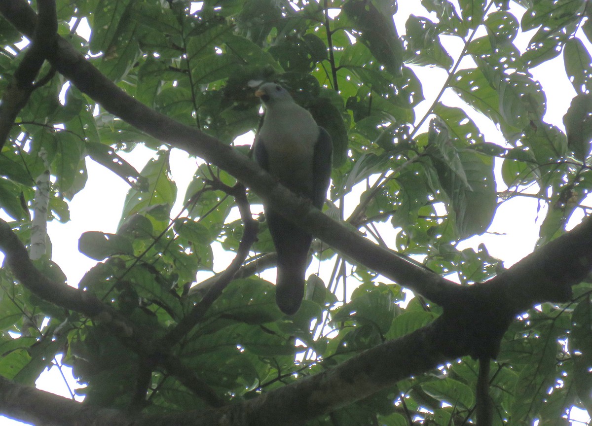 Ptilope à mentonnière - ML645101181