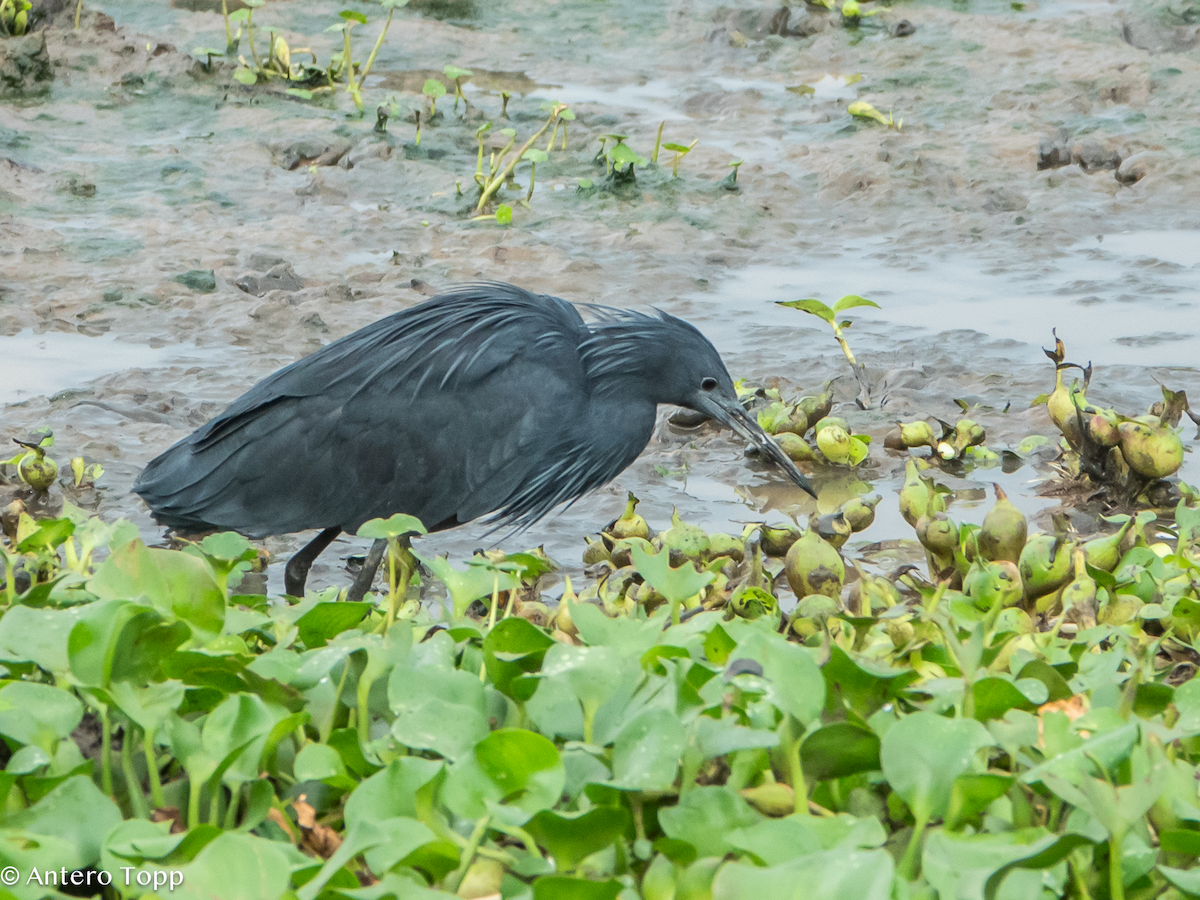 Black Heron - ML645101184