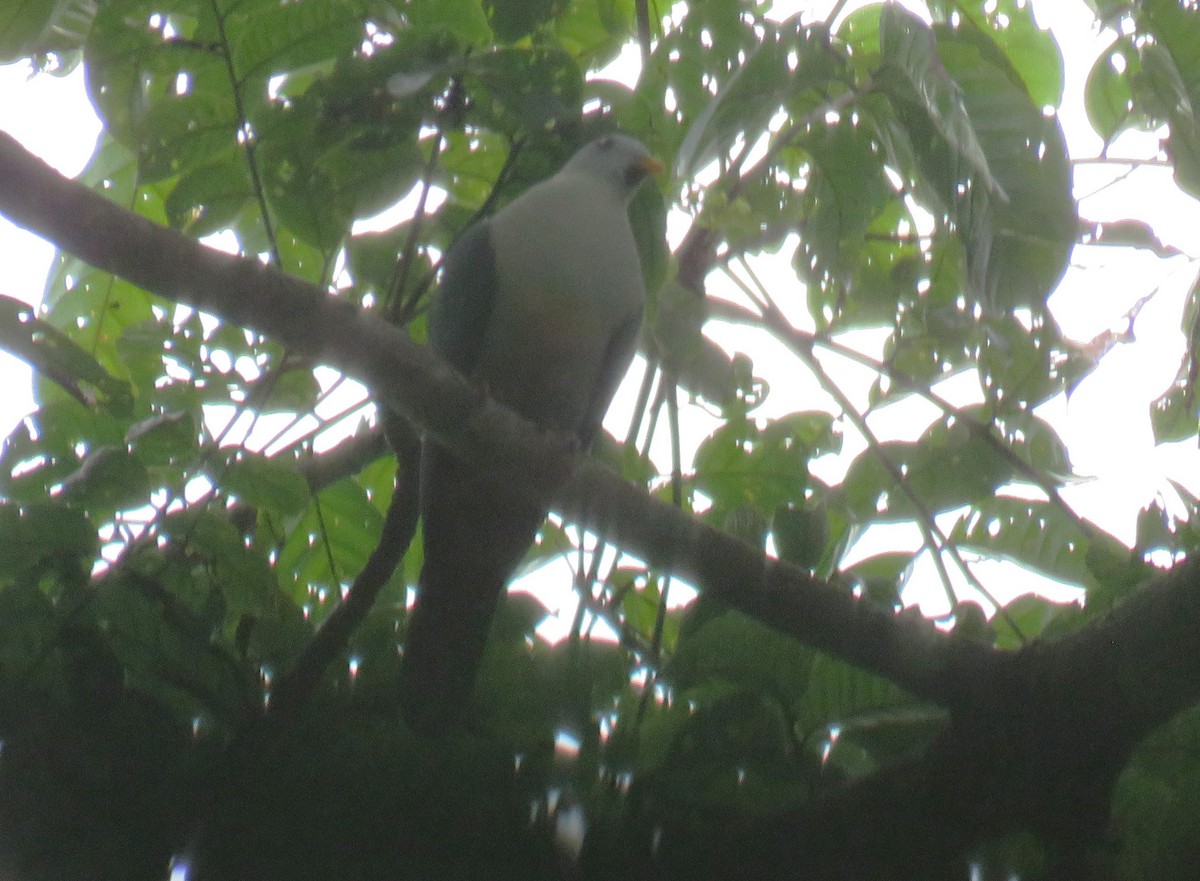 Ptilope à mentonnière - ML645101189