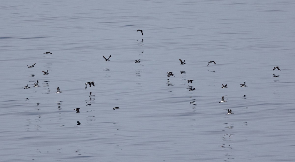 Manx Shearwater - ML645101196