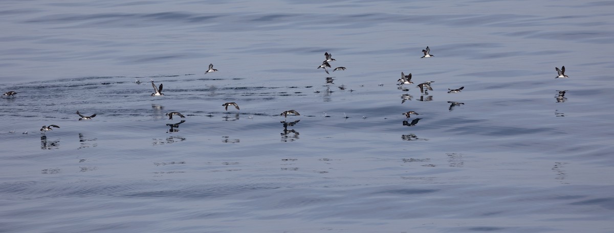 Manx Shearwater - ML645101197