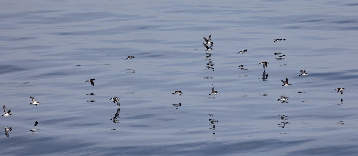 Manx Shearwater - ML645101198