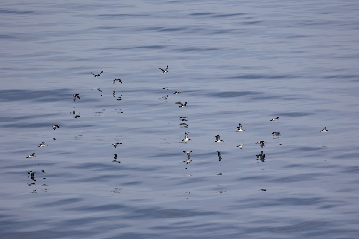 Manx Shearwater - ML645101199