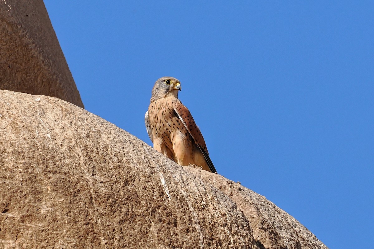 Eurasian Kestrel (Eurasian) - ML645101204
