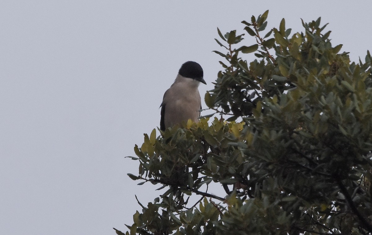 イベリアオナガ - ML645101205