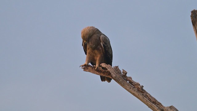 Korsan Kartal - ML645101207