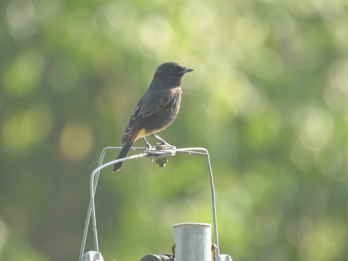 דוחל שחור - ML645101209
