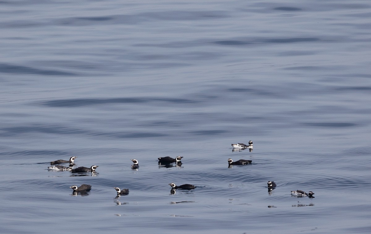 Magellanpinguin - ML645101210