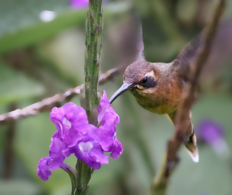 Gri Gıdılı Hermit - ML645101218