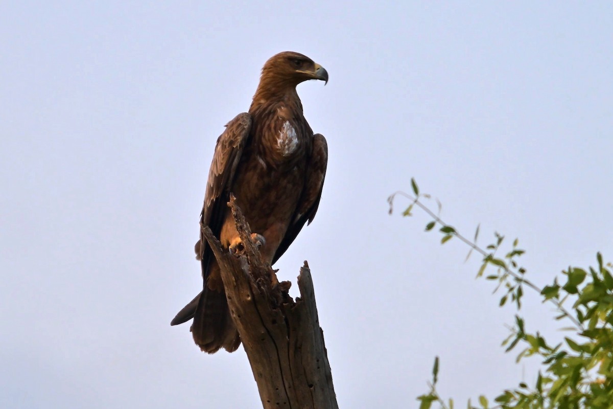 Tawny Eagle - ML645101223
