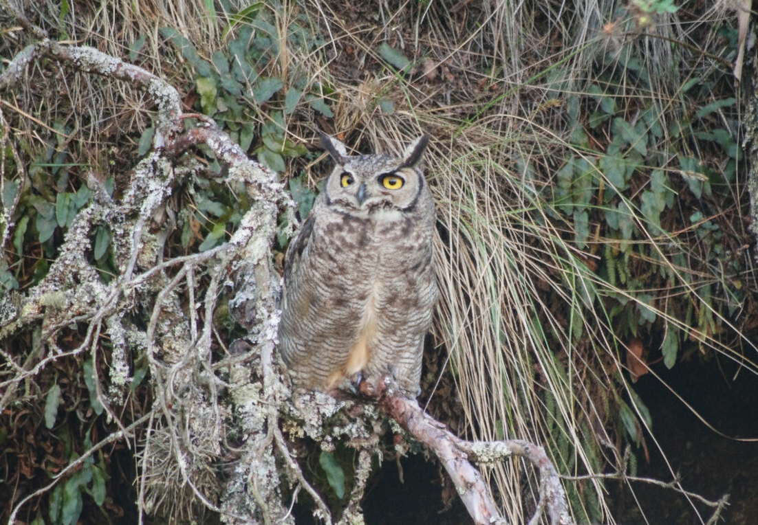 Lesser Horned Owl - ML645101228