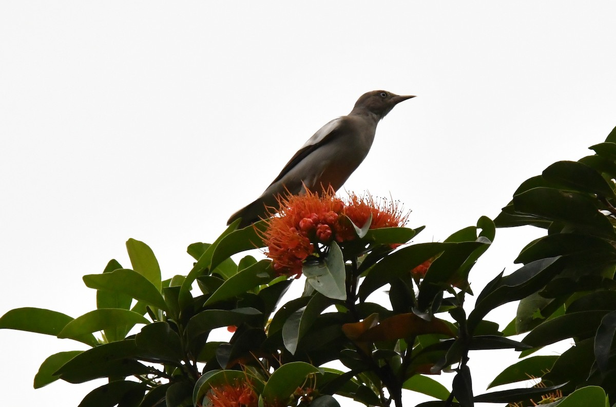 špaček čínský - ML645101229