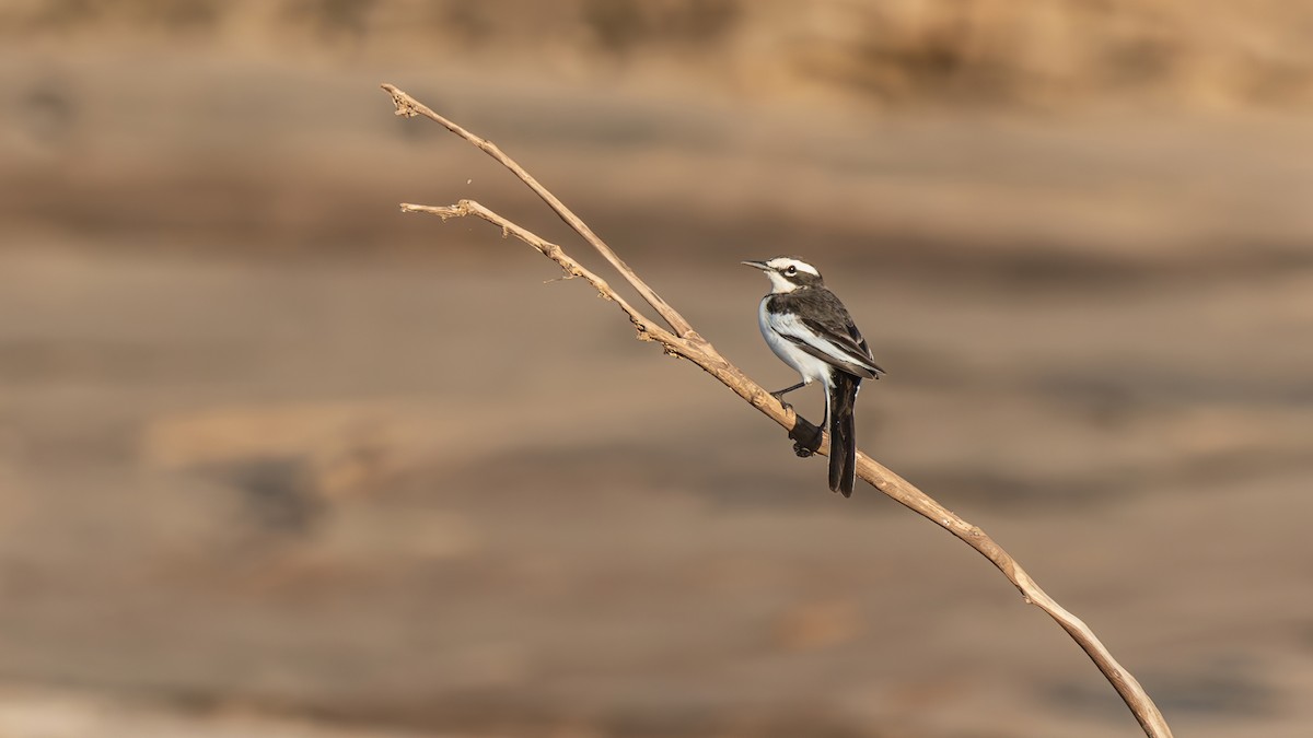 Mekong Wagtail - ML645101231