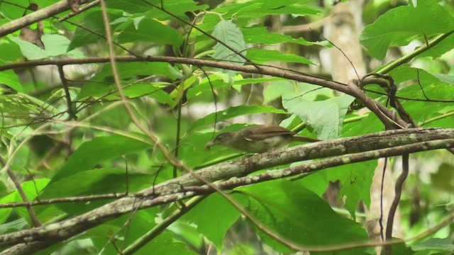 Boz Arapbülbülü - ML645101233