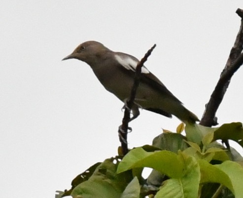 špaček čínský - ML645101234