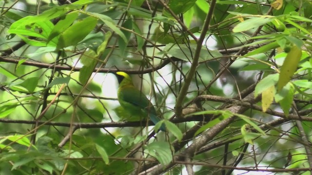 Sunda Yaprakkuşu - ML645101242