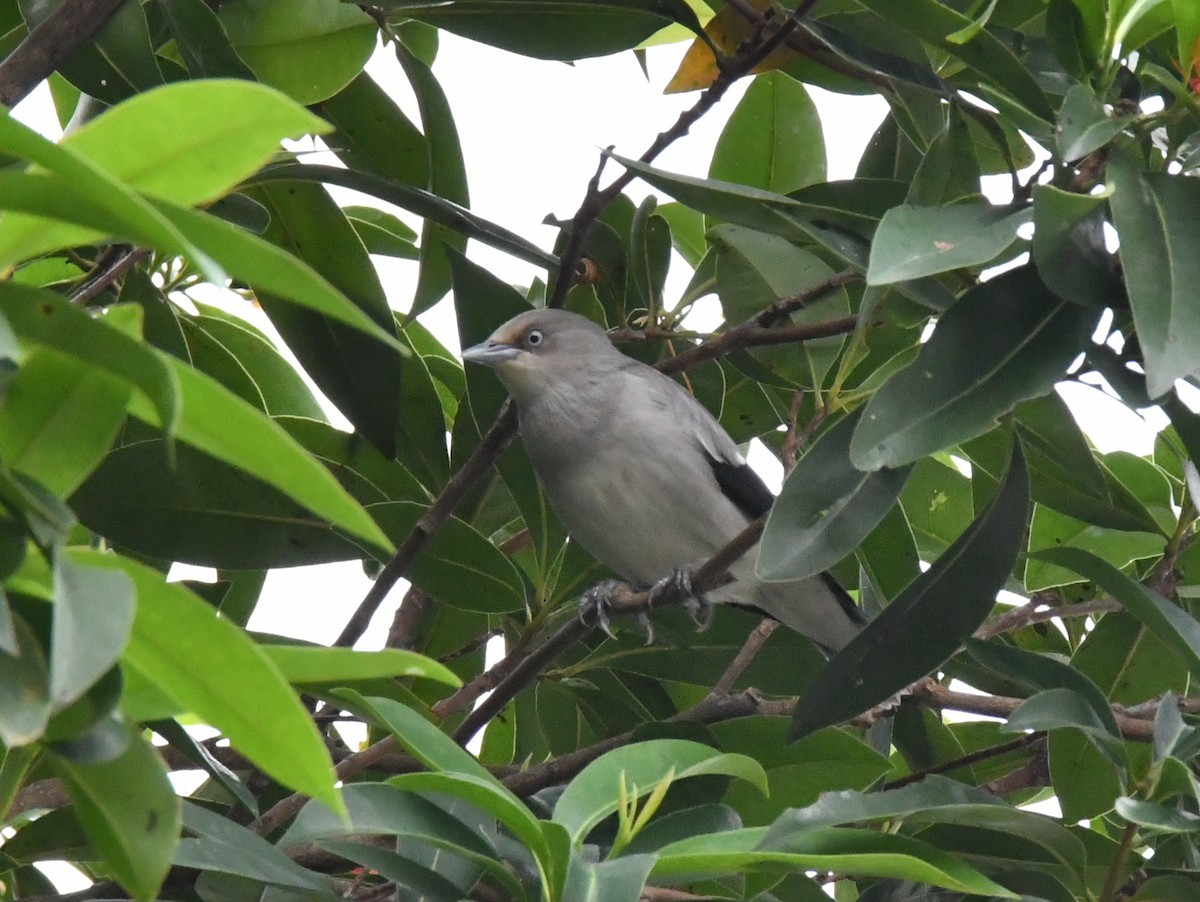 špaček čínský - ML645101246