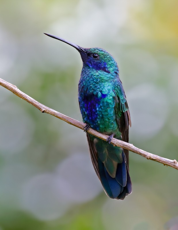 fiolørekolibri - ML645101247