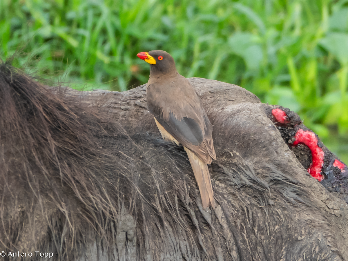 Yellow-billed Oxpecker - ML645101301