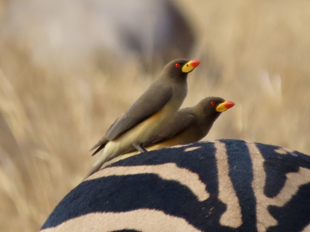 Yellow-billed Oxpecker - ML645101313