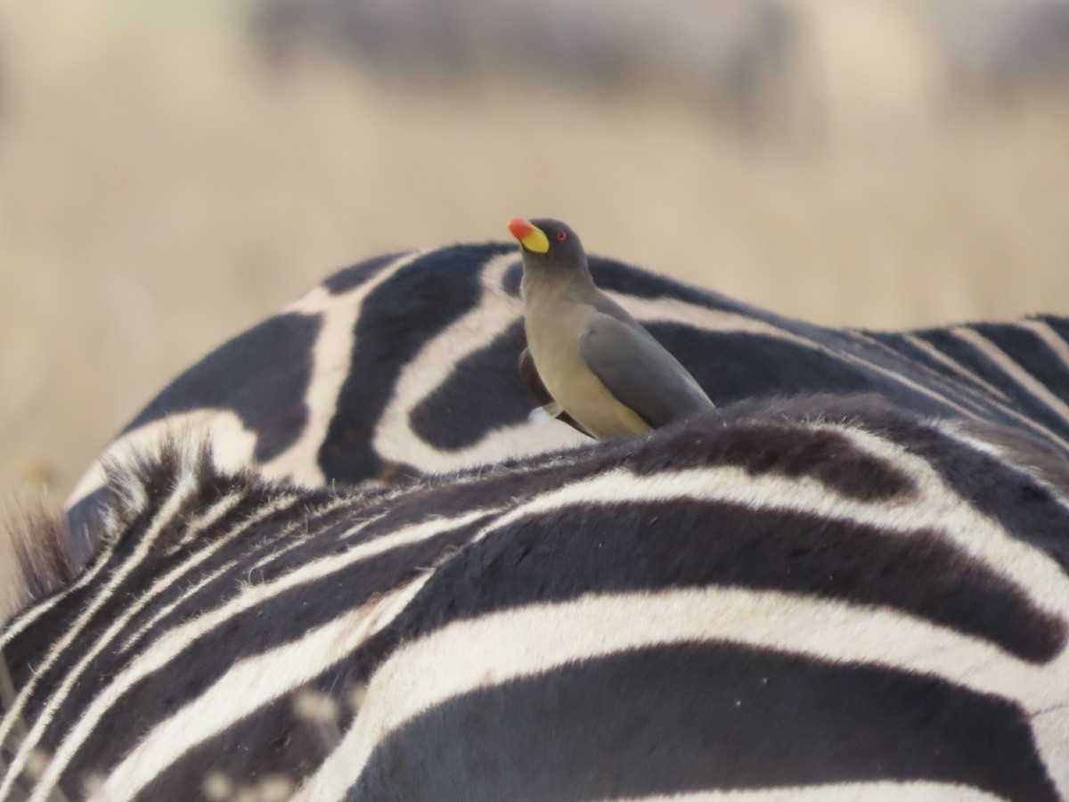 Yellow-billed Oxpecker - ML645101316