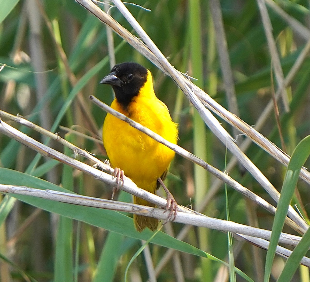 Tejedor Cabecinegro - ML645101320