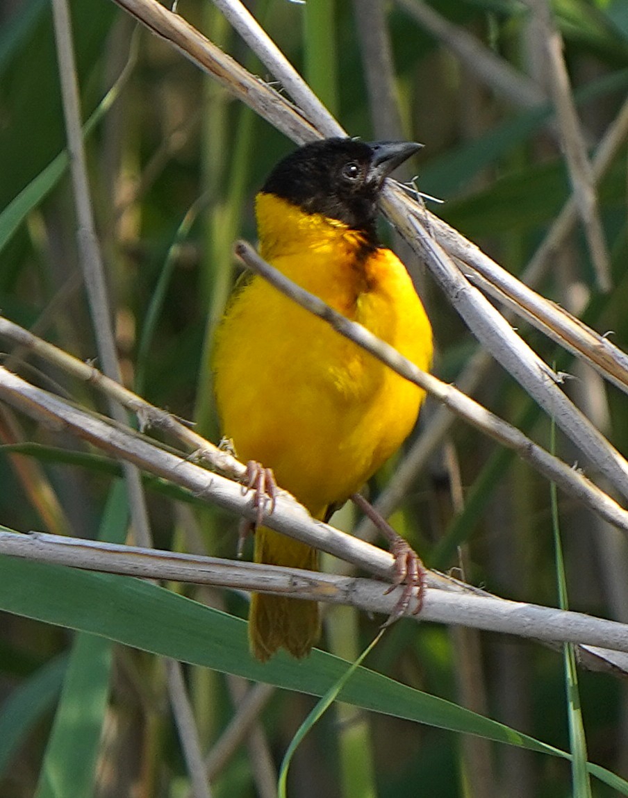 Tejedor Cabecinegro - ML645101321