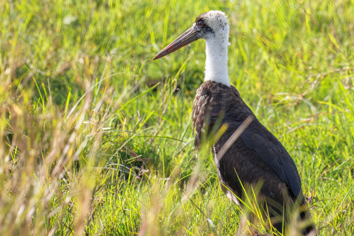 חסידה לבנת-גרון אפריקאית - ML645101328