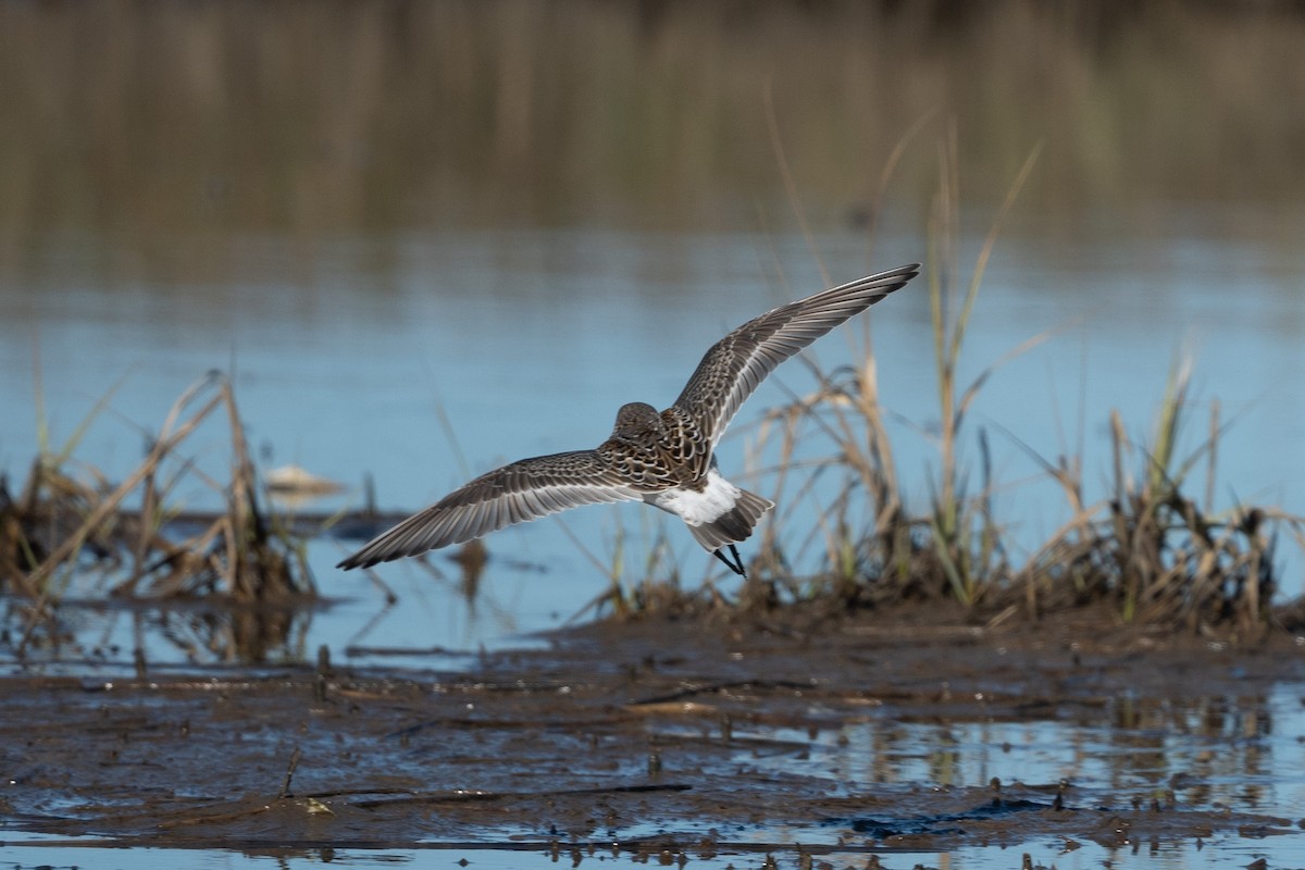 Weißbürzel-Strandläufer - ML645101339