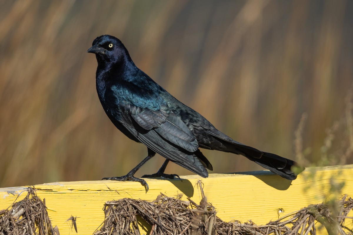 Boat-tailed Grackle - ML645101340