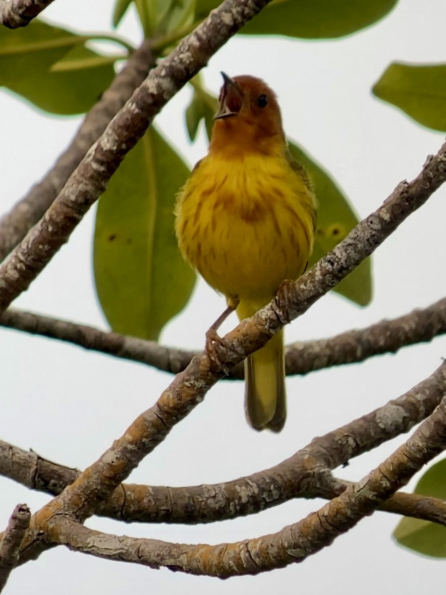 Mangrove Yellow Warbler (Panama) - ML645101341
