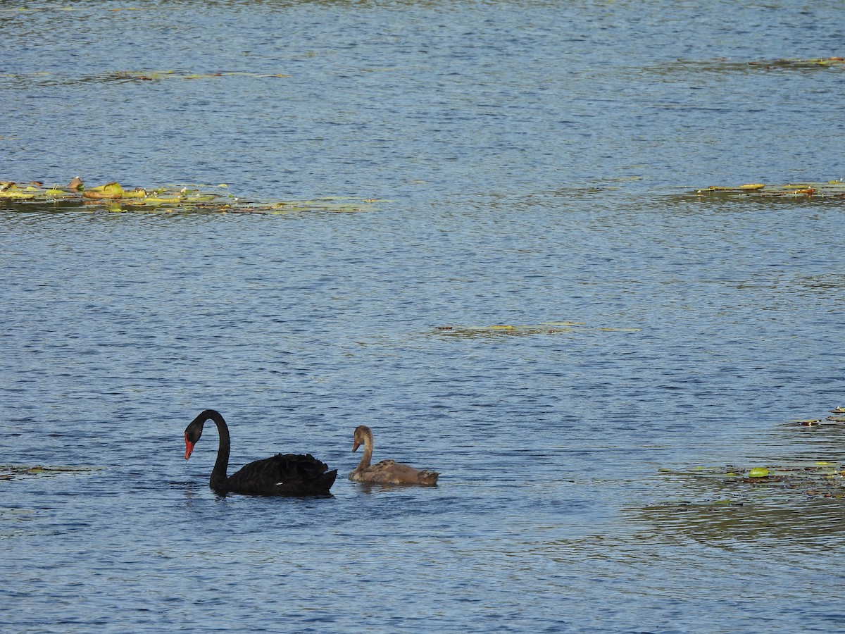 Black Swan - ML645101342