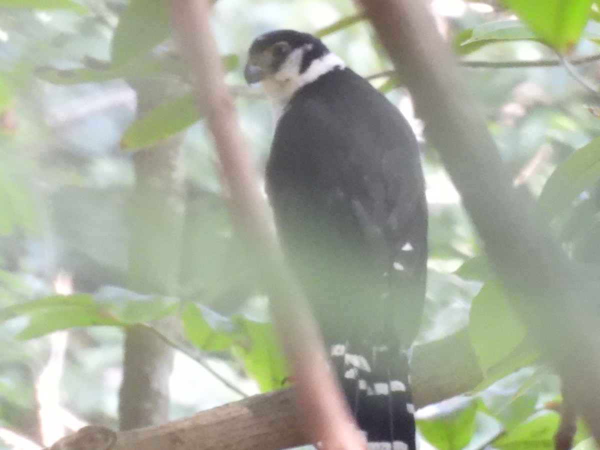 Collared Forest-Falcon - ML645101350
