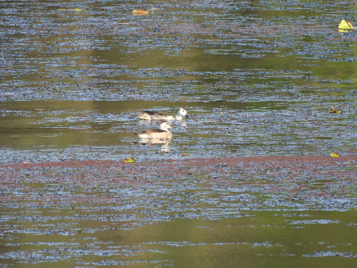 Cotton Pygmy-Goose - ML645101359