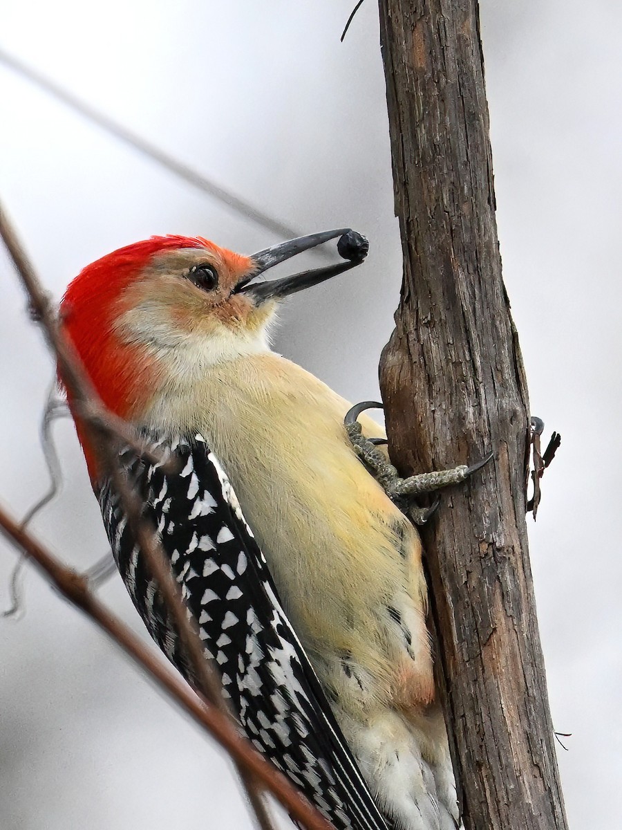 datel karolínský - ML645101361