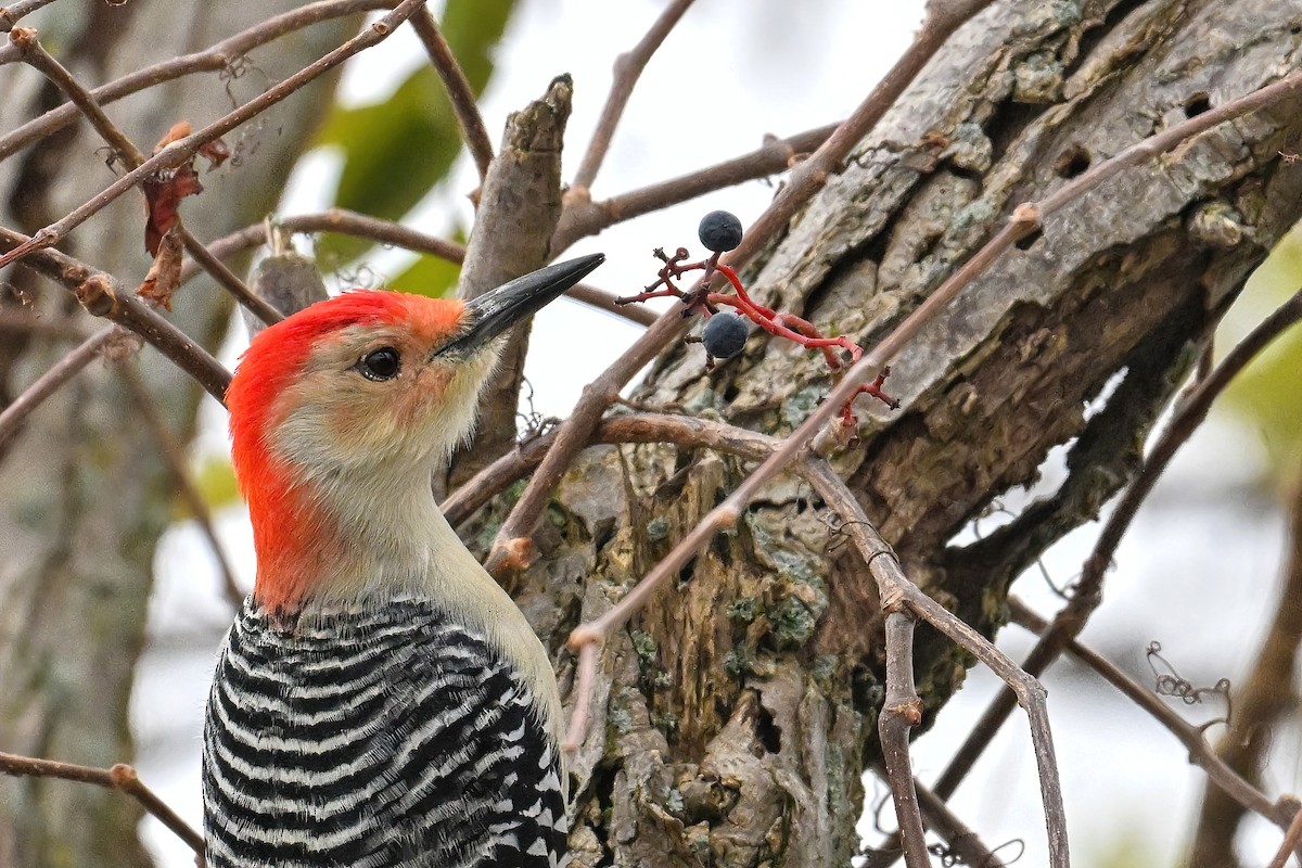 datel karolínský - ML645101363