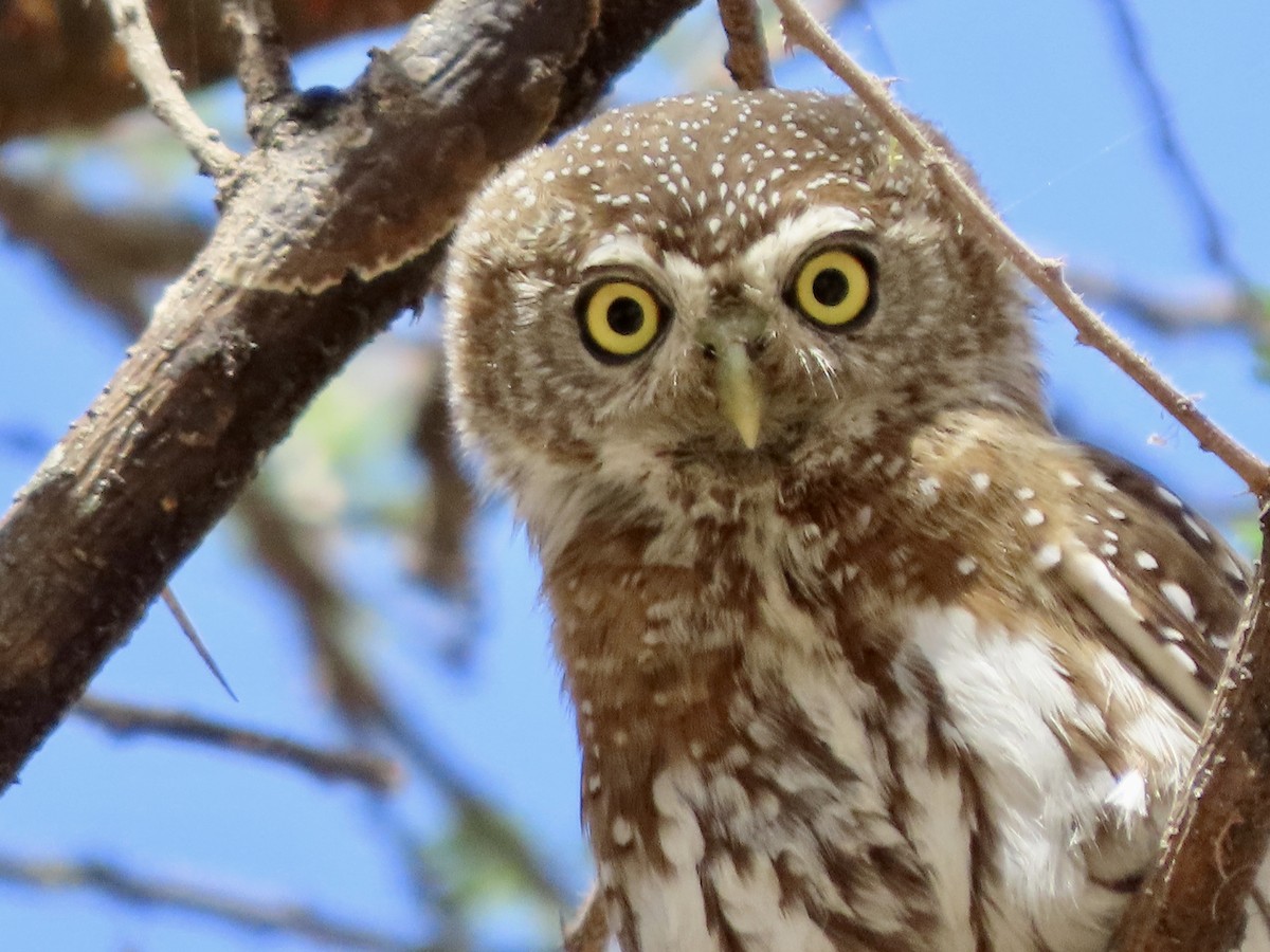 Pearl-spotted Owlet - ML645101364