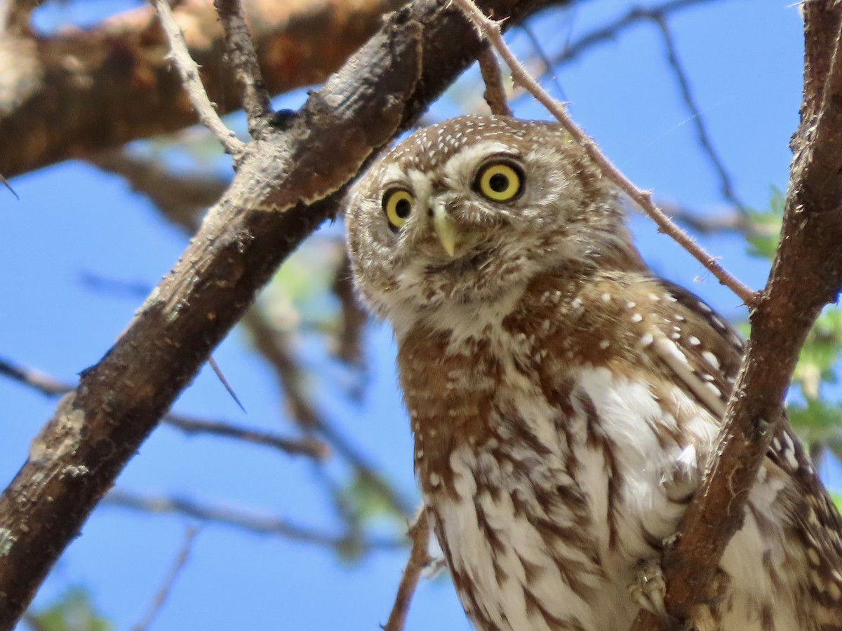 Pearl-spotted Owlet - ML645101365