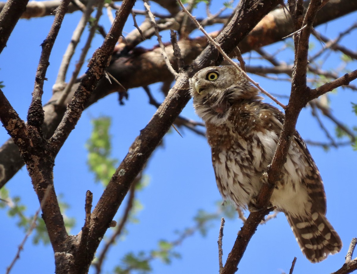 Pearl-spotted Owlet - ML645101366