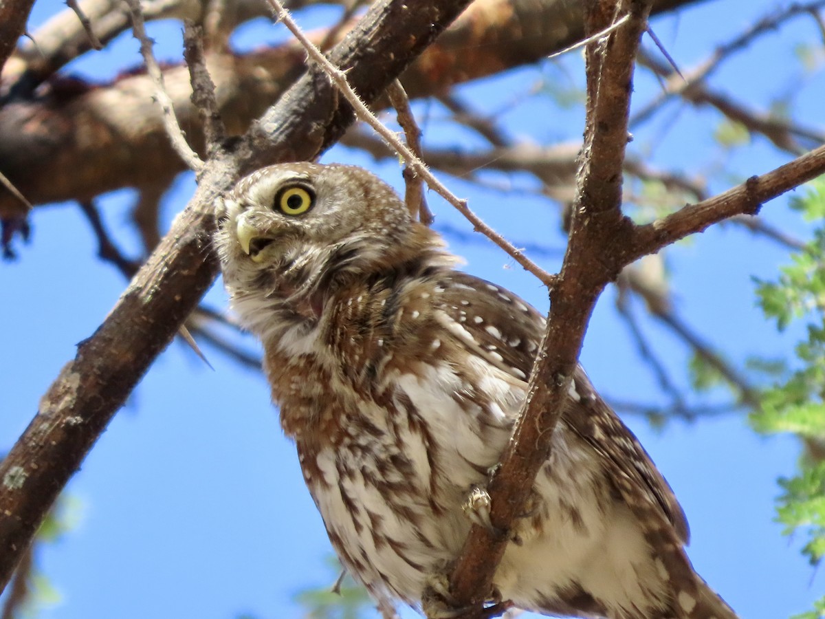 Pearl-spotted Owlet - ML645101368