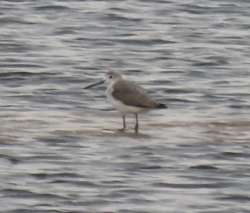 青足鷸 - ML645101369