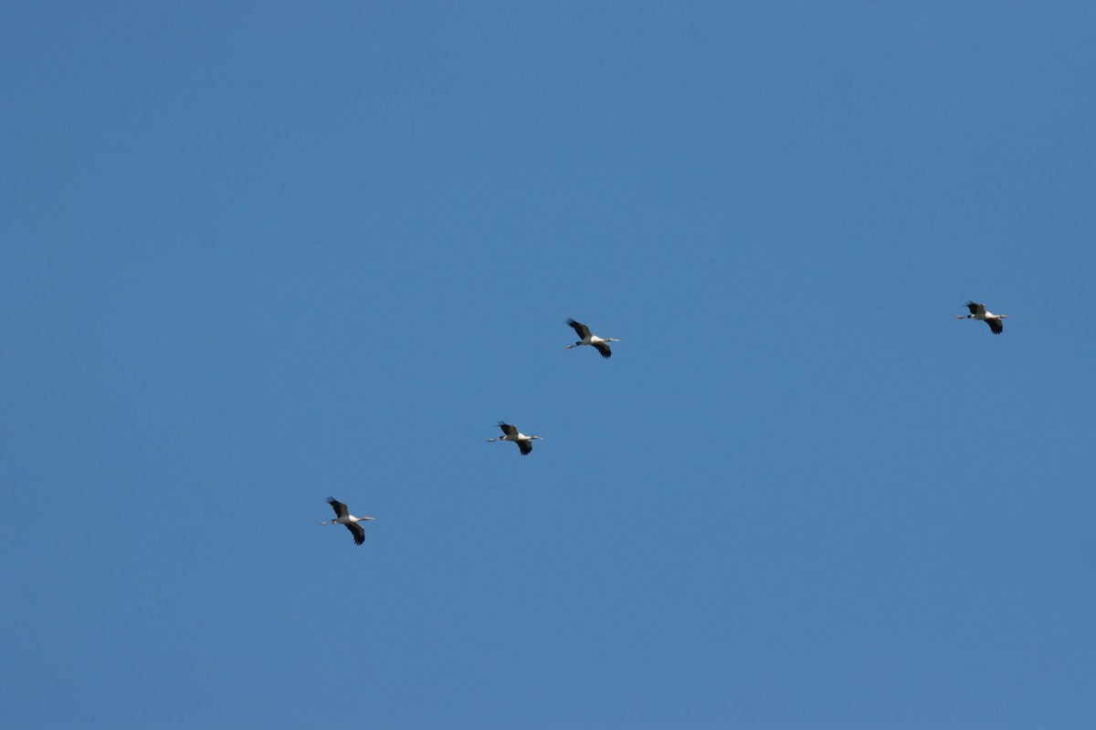 Wood Stork - ML645101370