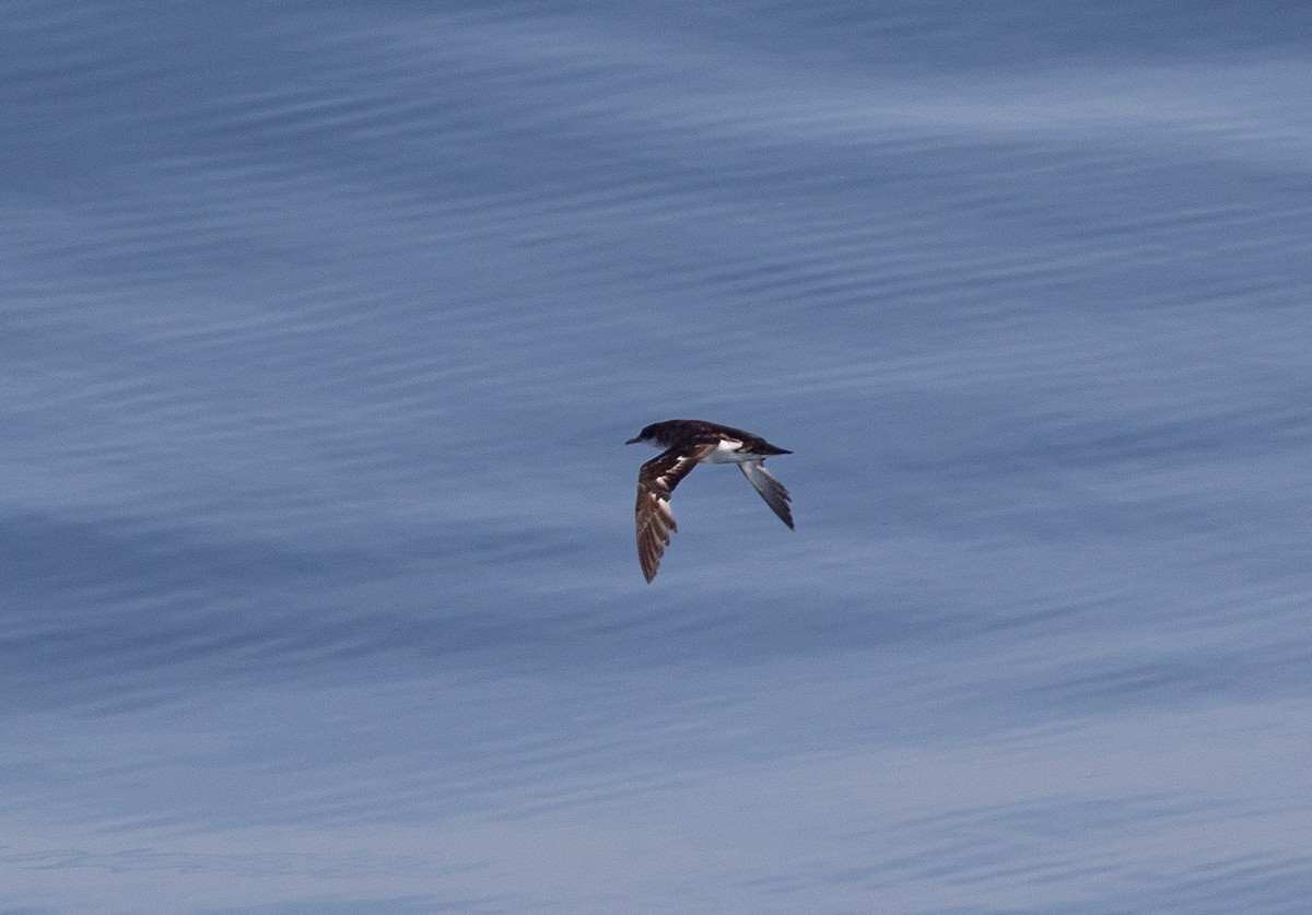 Manx Shearwater - ML645101373