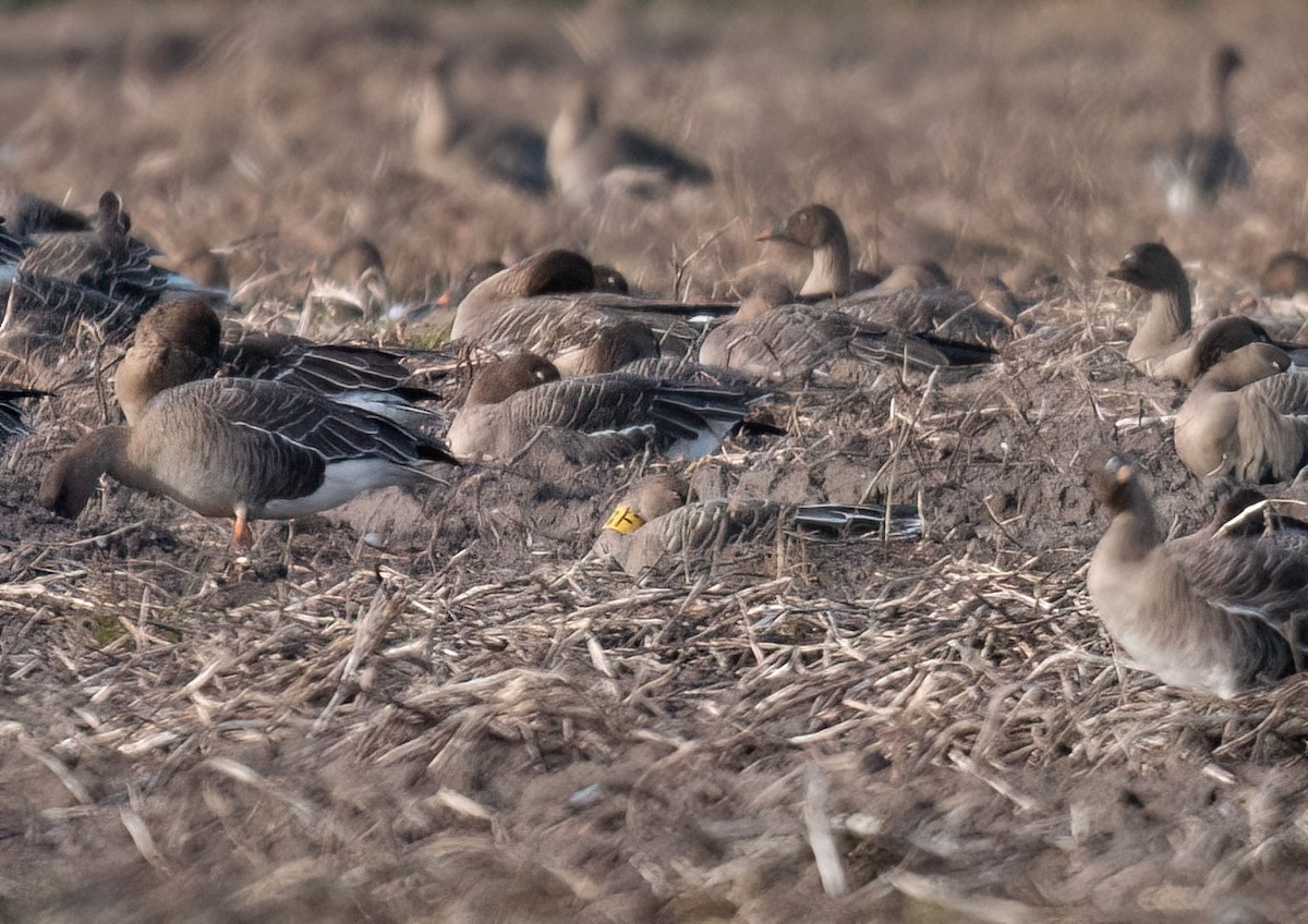 Tundra Bean-Goose - ML645101376
