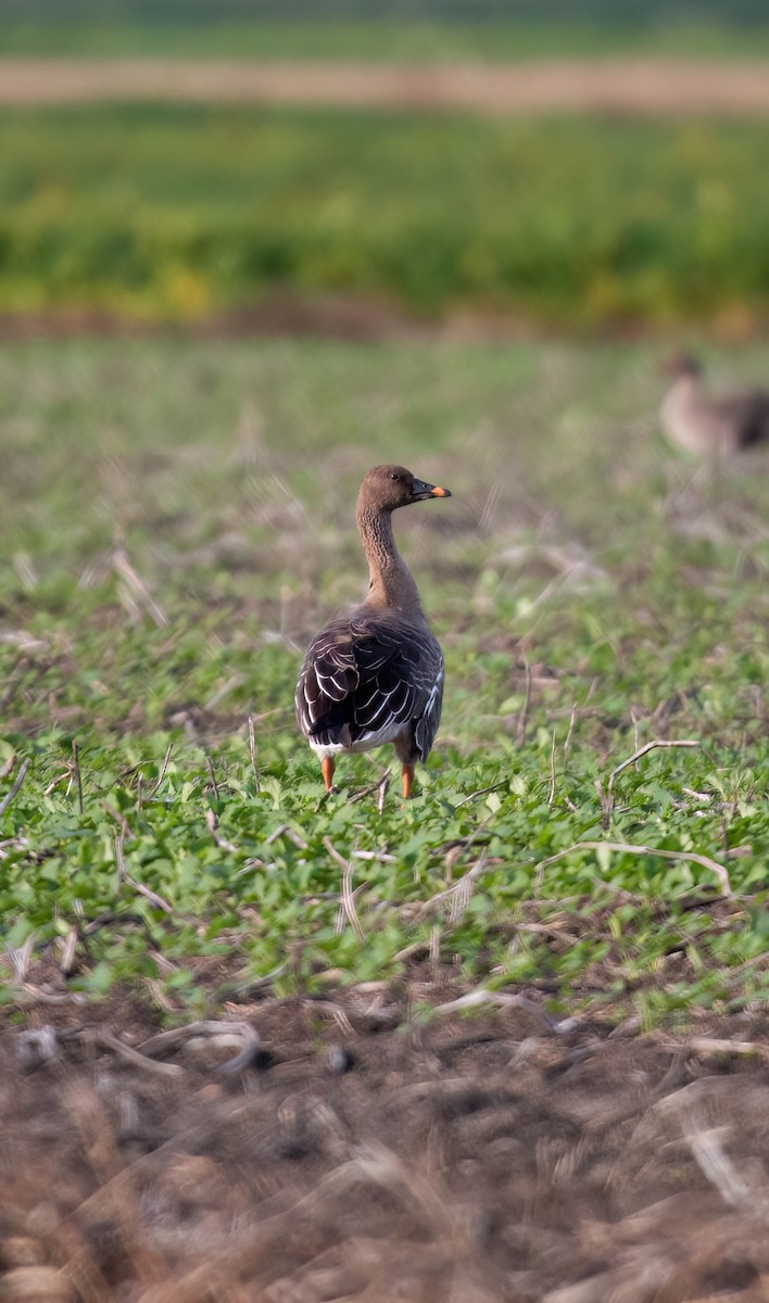 Tundra Bean-Goose - ML645101377