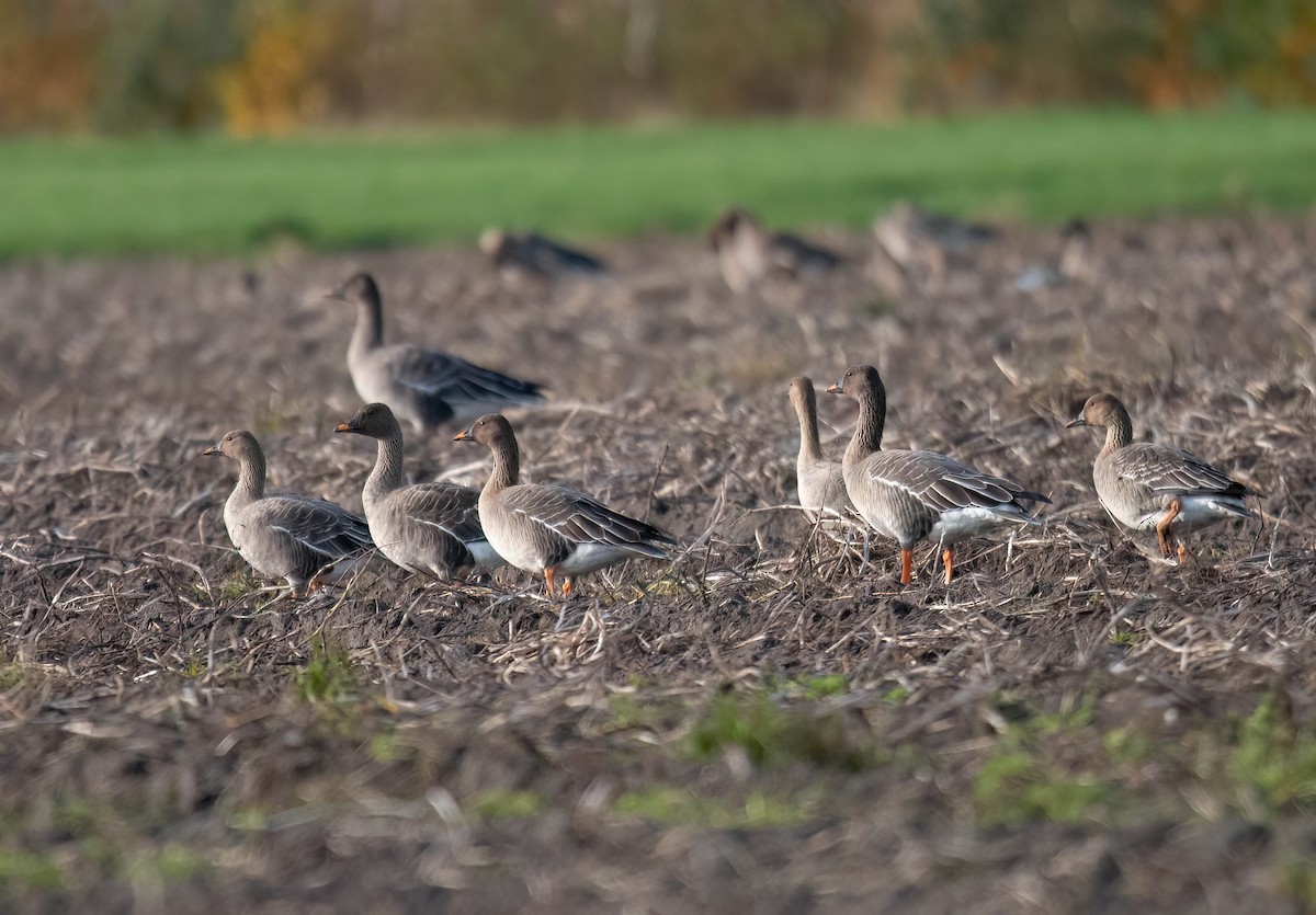 Tundra Bean-Goose - ML645101378
