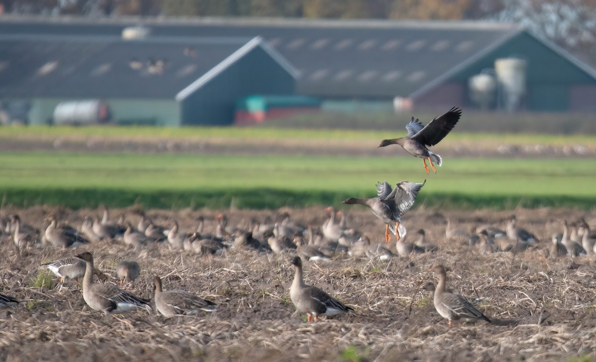 Tundra Bean-Goose - ML645101379