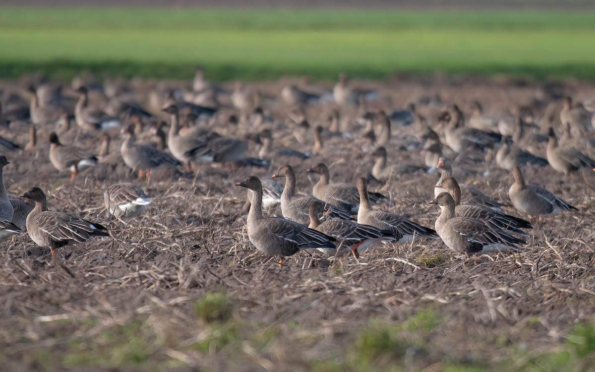 Tundra Bean-Goose - ML645101380