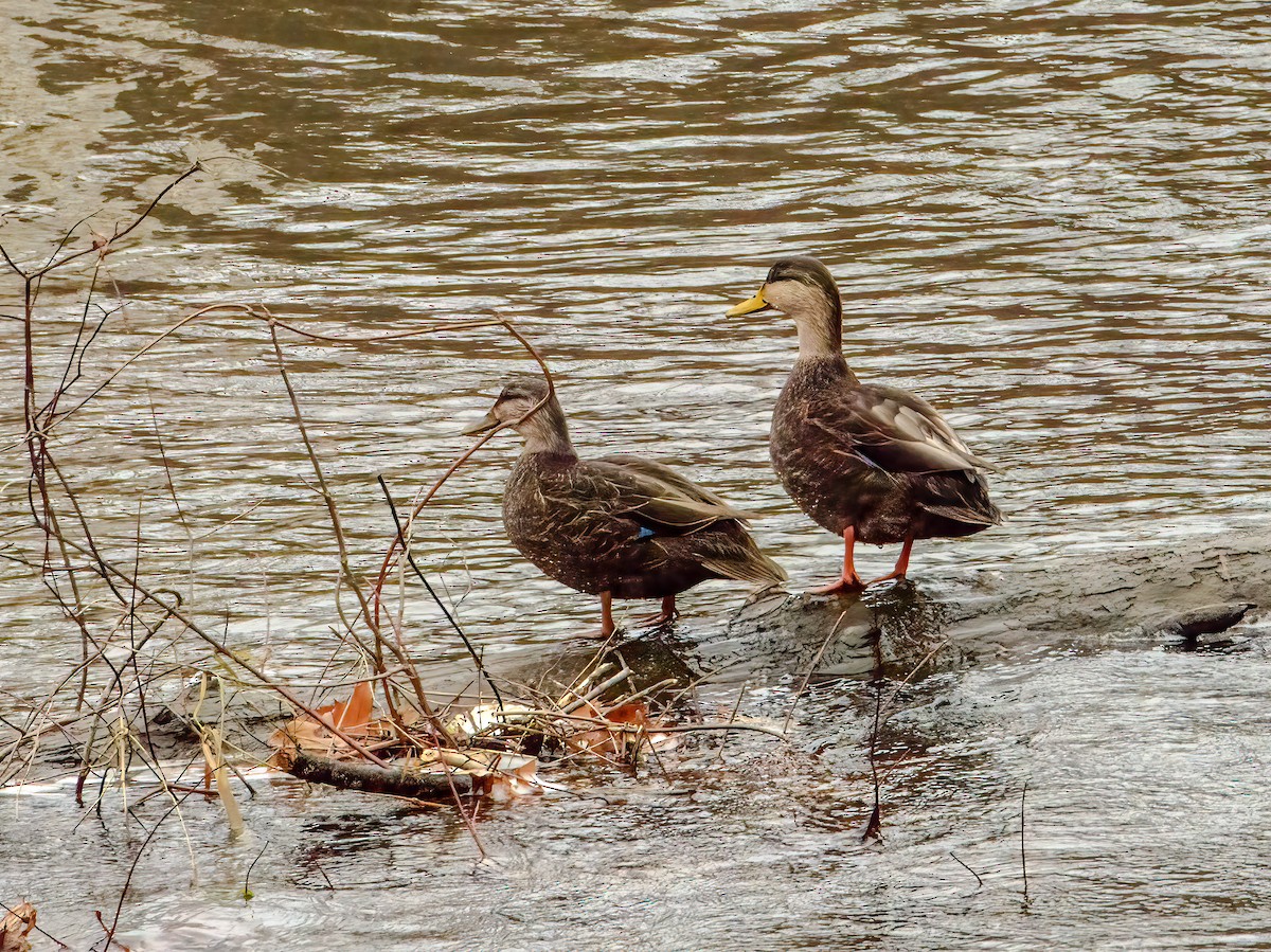American Black Duck - ML645101386